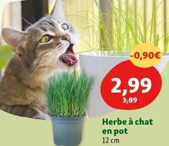 Maxi Zoo Herbe à chat en pot offre