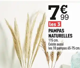 Pampas naturelles