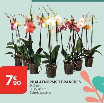 Bi1 Phalaenopsis 3 branches offre