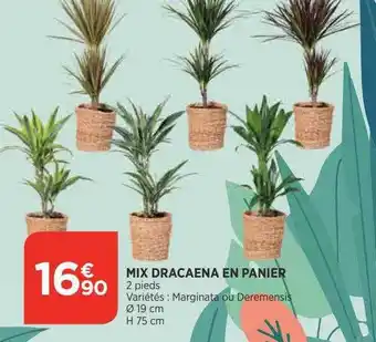 Bi1 Mix dracaena en papier offre