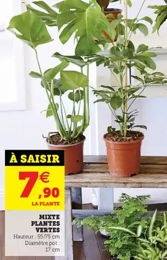 Super U Mixte plantes vertes offre