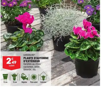 ALDI Plante D'Automne D'Extérieur offre
