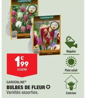 ALDI Bulbes de Fleur offre