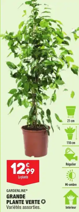 ALDI Grande Plante Verte offre