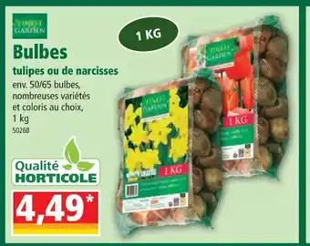 Norma Bulbes Tulipes Ou de Narcisses offre