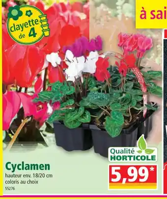 Norma Cyclamen offre