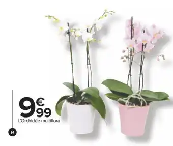 Carrefour Orchidée multiflora offre
