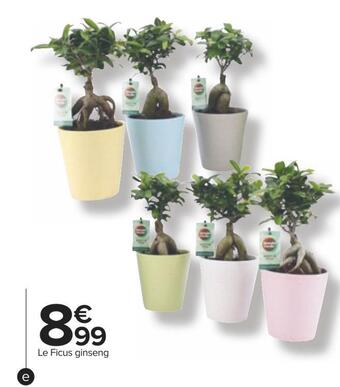 Carrefour Ficus ginseng offre