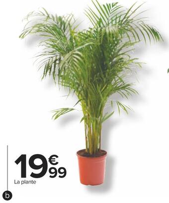 Carrefour Plantes vertes offre