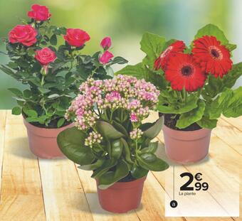 Carrefour Plante fleurie offre