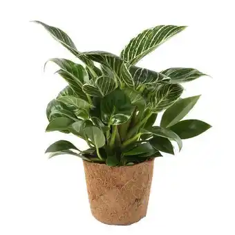 Truffaut Plante verte offre