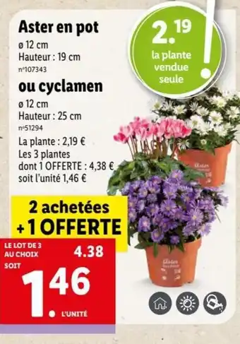 Lidl Aster en pot offre