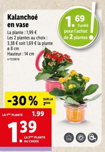 Lidl Kalanchoé en vase offre