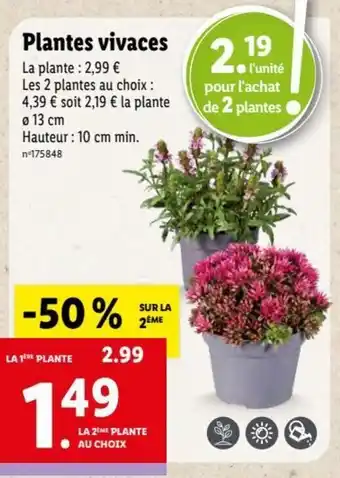 Lidl Plantes vivaces offre