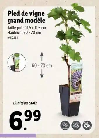 Lidl Pied de vigne grand modèle offre