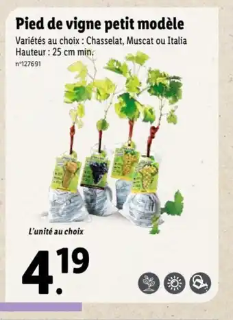 Lidl Pied de vigne petit modèle offre
