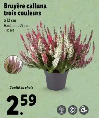 Lidl Bruyère calluna trois couleurs offre