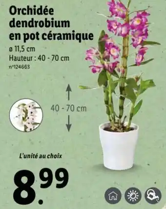 Lidl Orchidée dendrobium en pot céramique offre