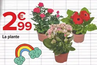 Carrefour La plante offre