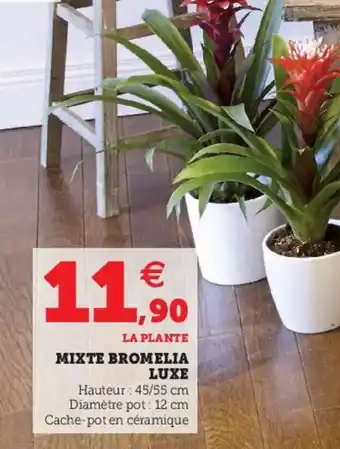 Hyper U Mixte Bromelia Luxe offre