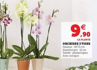 Hyper U Orchidee 3 Tiges offre