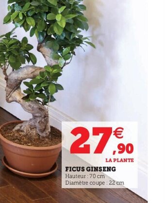 Hyper U Ficus Ginseng offre