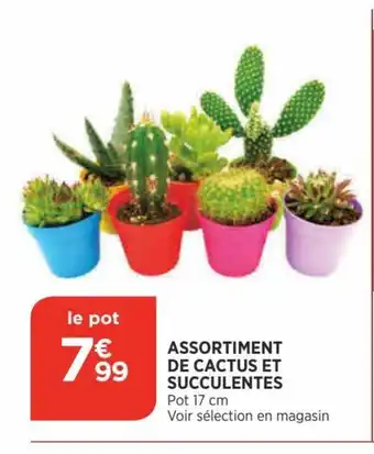 Bi1 Assortiment de Cactus Et Succulentes offre