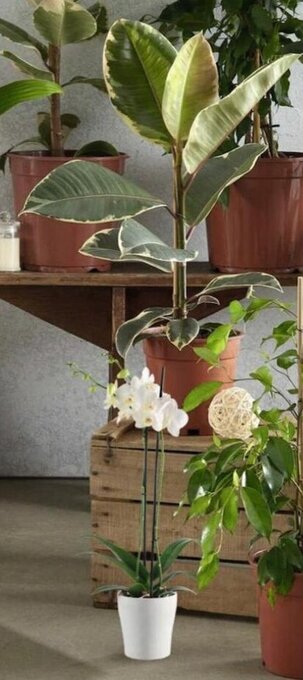 Géant Casino Phalaenopsis 2 Tiges offre