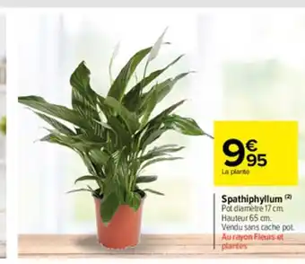 Carrefour Market Spathiphyllum offre