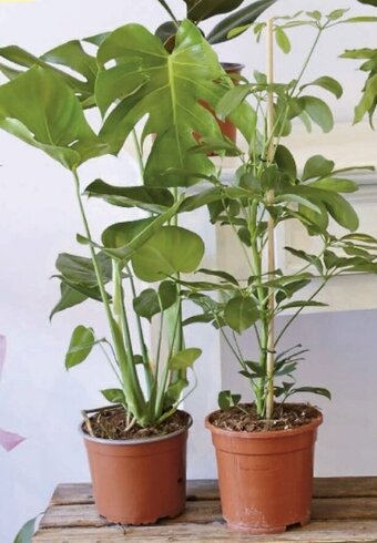 Super U Mixte plantes vertes offre