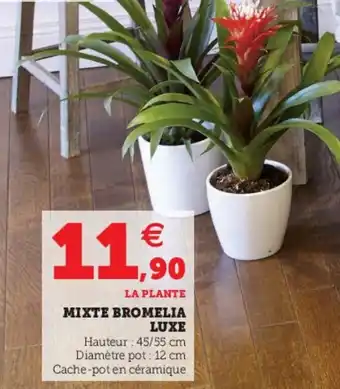 Super U Mixte bromelia luxe offre