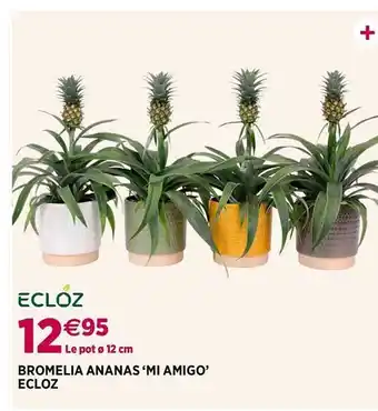 Bromelia ananas 'mi amigo' ecloz