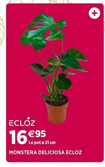 Delbard Monstera deliciosa ecloz offre