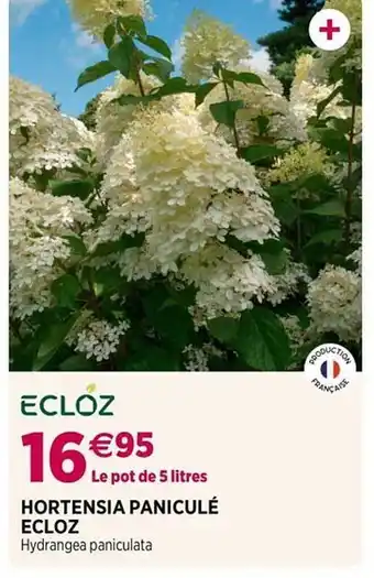 Delbard Hortensia paniculé ecloz offre