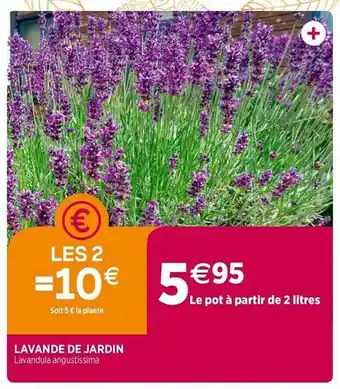 Delbard Lavande de jardin offre