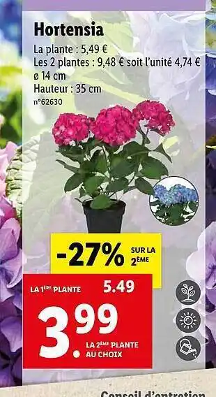 Lidl Hortensia offre