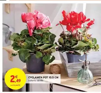 Cyclamen pot 10.5cm