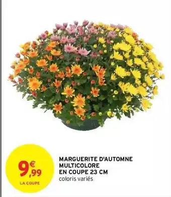 Marguerite d'automne multicolore en coupe 23 cm