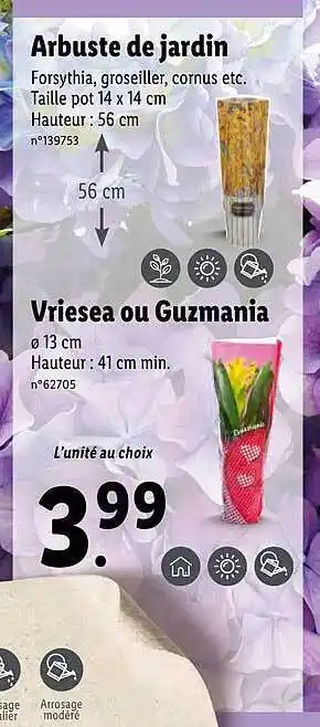 Lidl Arbuste De Jardin , Vriesea Ou Guzmania offre