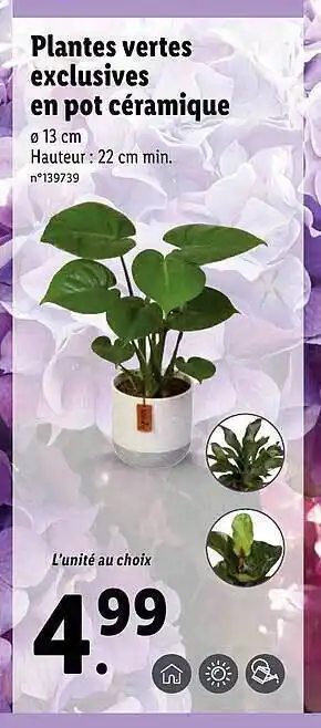 Lidl Plantes Vertes Exclusives En Pot Céramique offre