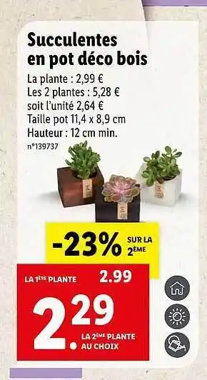 Lidl Succulentes En Pot Déco Bois offre