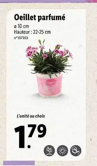 Lidl œillet Parfumé offre