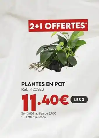 Animalis Plantes En Pot offre