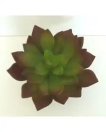 Labeo - décor plantes succulentes artificielles plusieurs modèles