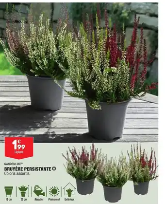 ALDI Bruyère Persistante offre