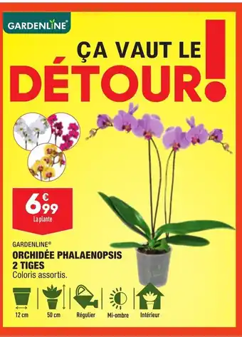 ALDI Orchidée Phalaenopsis 2 Tiges offre