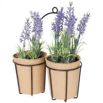 Action Plantes de lavande en pot duo offre
