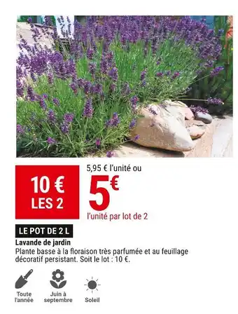Gamm vert Lavande de jardin offre