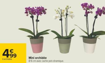 Carrefour Mini orchidée offre