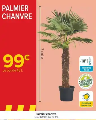 Carrefour Palmier chanvre offre